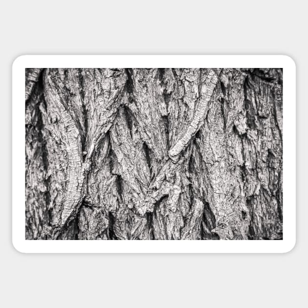 Cottonwood Tree Bark Abstract Sticker by Amy-K-Mitchell